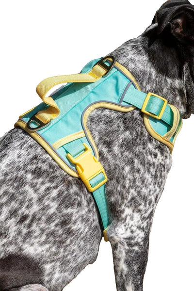 Island Vibes Ultimate Dog Harness Aqua Sunshine Yellow Small Harness Aria the Fox