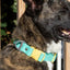 Island Vibes Waterproof Dog Collar Collar Aria the Fox