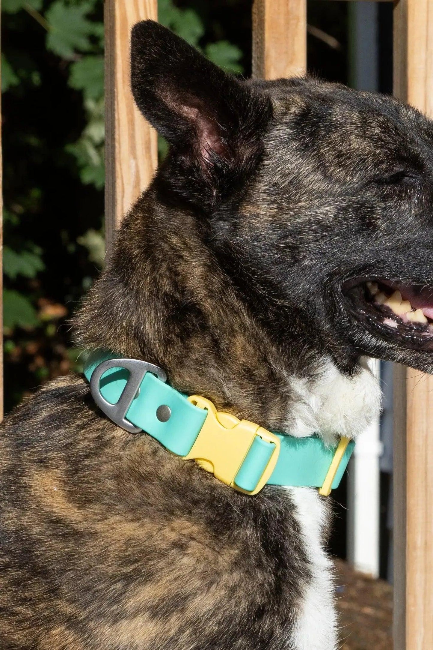 Island Vibes Waterproof Dog Collar Collar Aria the Fox