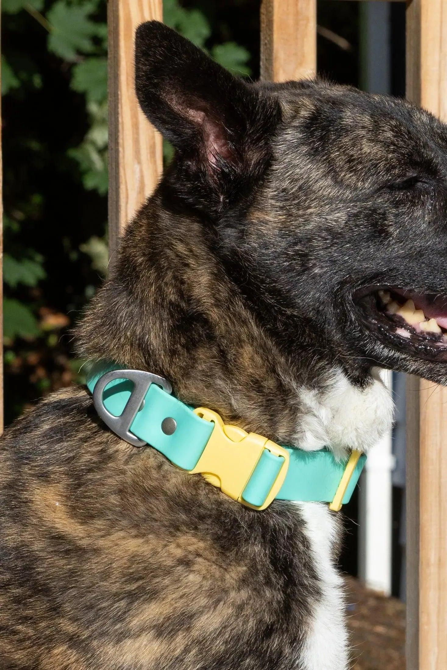 Island Vibes Waterproof Dog Collar Collar Aria the Fox