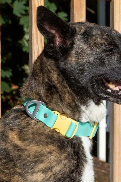 Island Vibes Waterproof Dog Collar Collar Aria the Fox