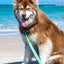 Island Vibes Waterproof Dog Leash Leash Aria the Fox