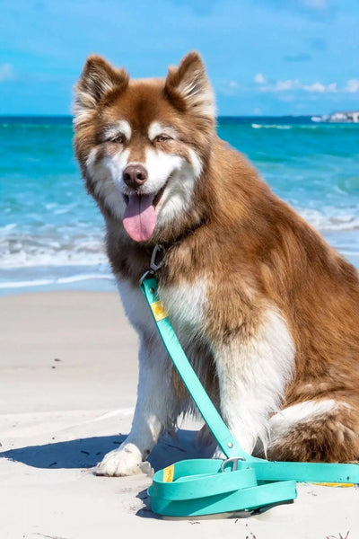 Island Vibes Waterproof Dog Leash Leash Aria the Fox