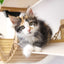 The Juggernaut - Indoor Cat Playground for Wall Cat Condo Catastrophic Creations