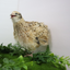 Jumbo Italian Quail Hatching Eggs 24 Buddys Hatchery