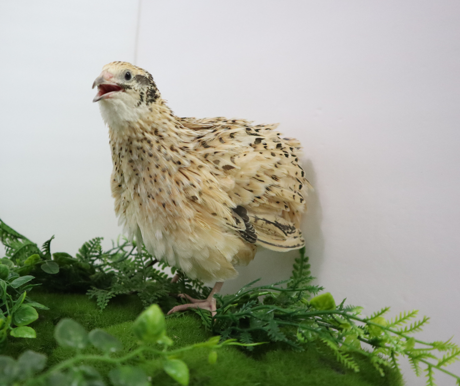 Jumbo Italian Quail Hatching Eggs 24 Buddys Hatchery