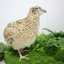 Fertile Quail Eggs – Choose Your Variety Italian Fertile Quail Eggs Buddys Hatchery