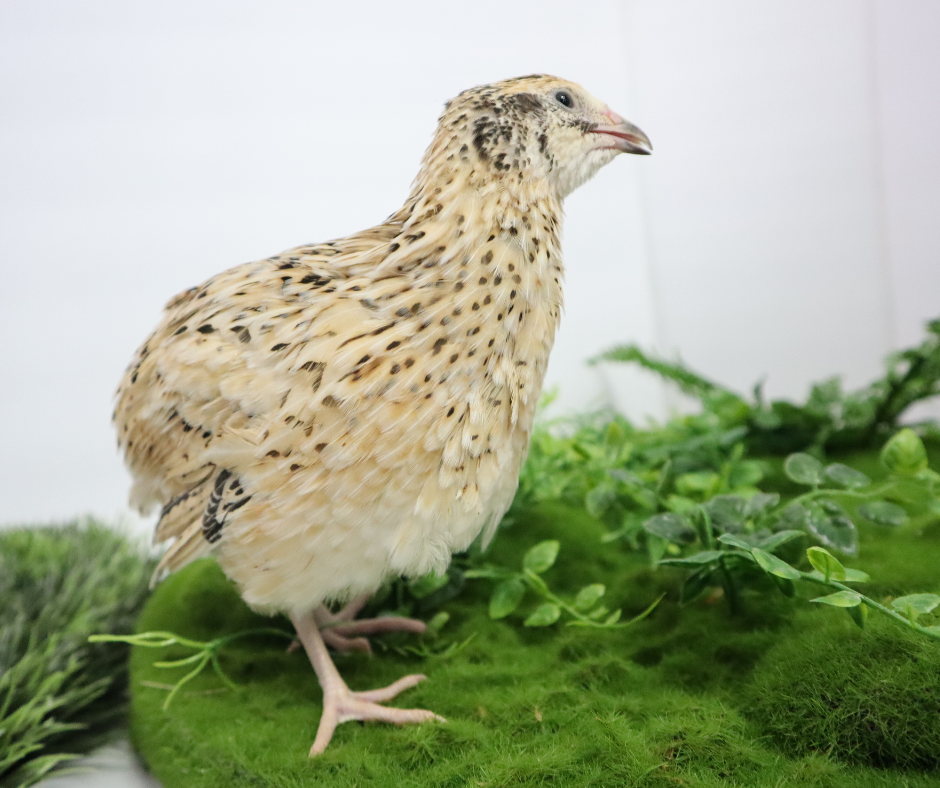 Fertile Quail Eggs – Choose Your Variety Italian Fertile Quail Eggs Buddys Hatchery