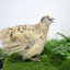 Jumbo Italian Quail Hatching Eggs 48 Buddys Hatchery