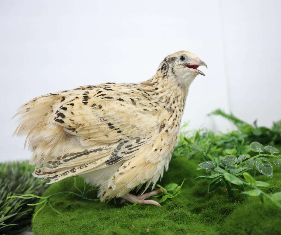 Jumbo Italian Quail Hatching Eggs 48 Buddys Hatchery