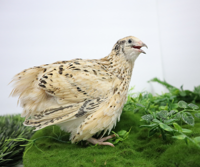 Jumbo Italian Quail Hatching Eggs 48 Buddys Hatchery