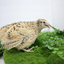 Jumbo Italian Quail Hatching Eggs Buddys Hatchery