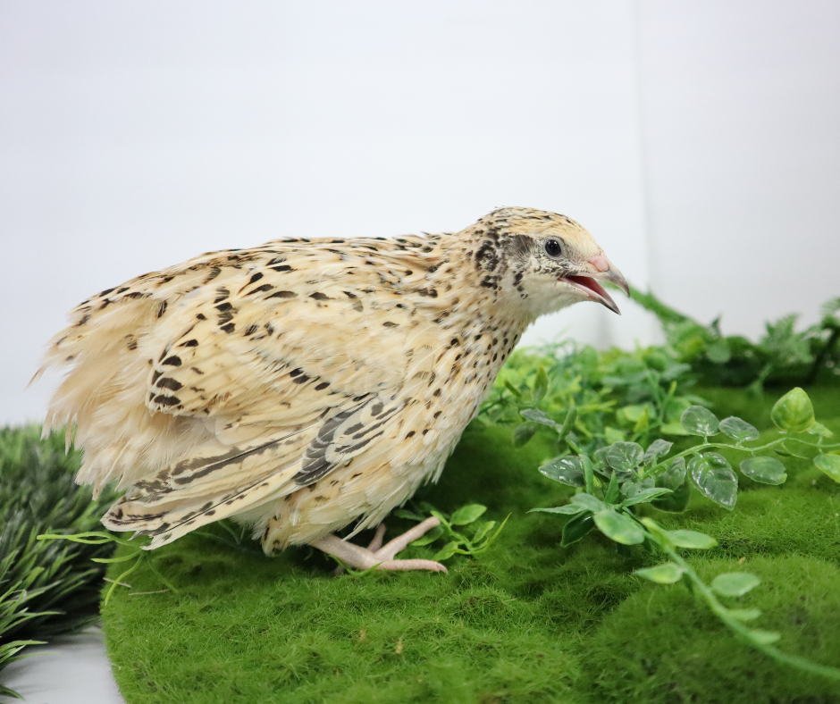 Jumbo Italian Quail Hatching Eggs Buddys Hatchery