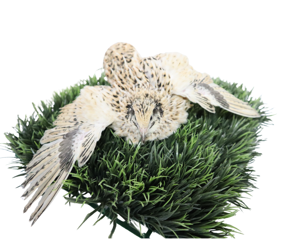 Jumbo Italian Quail Hatching Eggs Buddys Hatchery