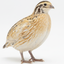 Jumbo Italian Quail Hatching Eggs Buddys Hatchery
