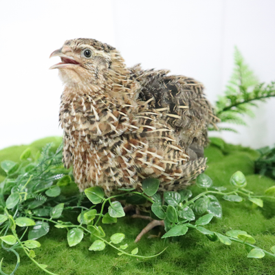 Jumbo Coturnix Quail Eggs Brown/Wild type for Hatching, Fertile Quail Eggs from Quality Monitored Flocks Birds Reach Jumbo Size Within 10 Weeks Buddys Hatchery