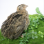 Fertile Quail Eggs – Choose Your Variety Brown Wild Type Fertile Quail Eggs Buddys Hatchery