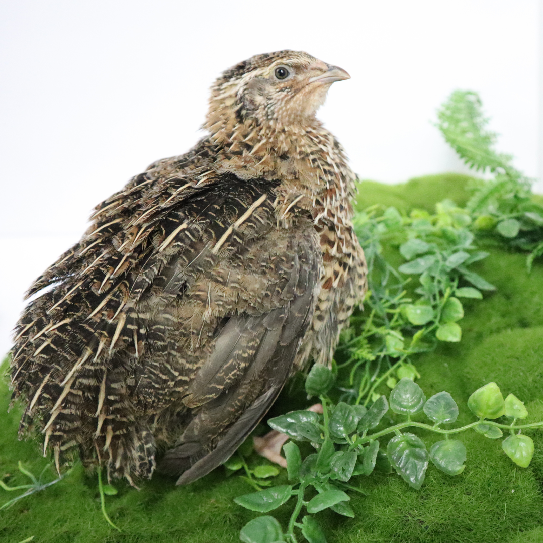 Fertile Quail Eggs – Choose Your Variety Brown Wild Type Fertile Quail Eggs Buddys Hatchery
