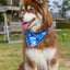 K9 Kayak Dog Bandana bandana Aria the Fox