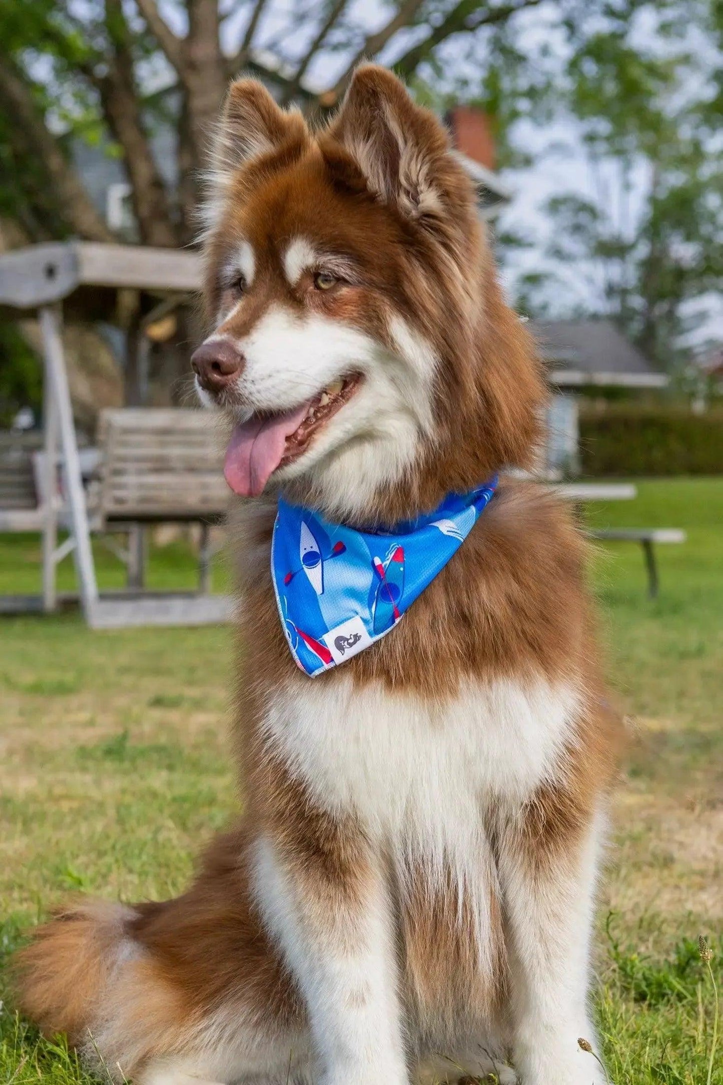 K9 Kayak Dog Bandana bandana Aria the Fox