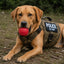 USA-K9 Stars and Stripes Rubber Dog Toy | K9 Handler Reward Toy | Red | USA Made Rubber Dog Toys SodaPup/True Dogs, LLC