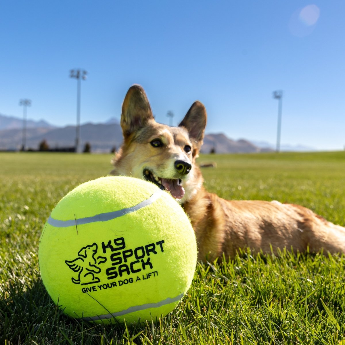 Too Big to Chew Tennis Ball Accessories K9 Sport Sack
