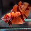 Betta Nemo (Male) BETTA Danaqua Live Fish & More