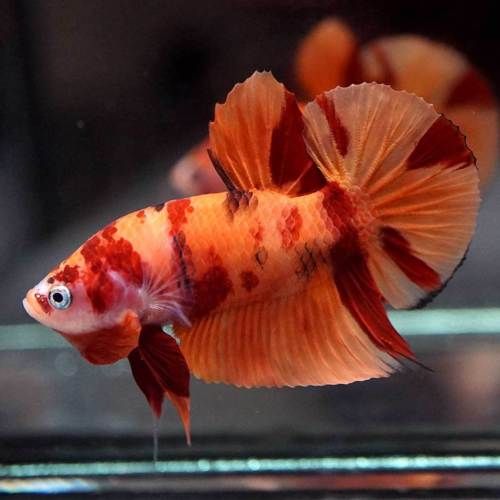 Betta Nemo (Male) BETTA Danaqua Live Fish & More