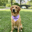 Adopt Me I'm A Foster Tie Dye Dog Bandana New Arrival Dog Bandana Happy Tails Outfitters