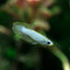 The Killie Lamp-Eye - Norman's Lampeye Killifish (Poropanchax normani) Killifish Danaqua Live Fish & More