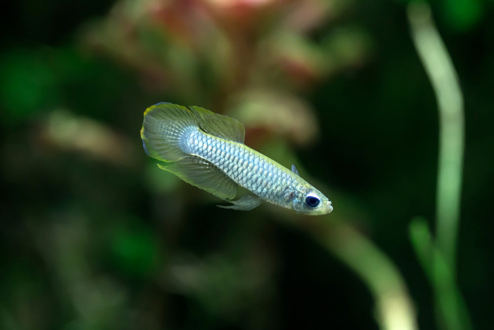 The Killie Lamp-Eye - Norman's Lampeye Killifish (Poropanchax normani) Killifish Danaqua Live Fish & More