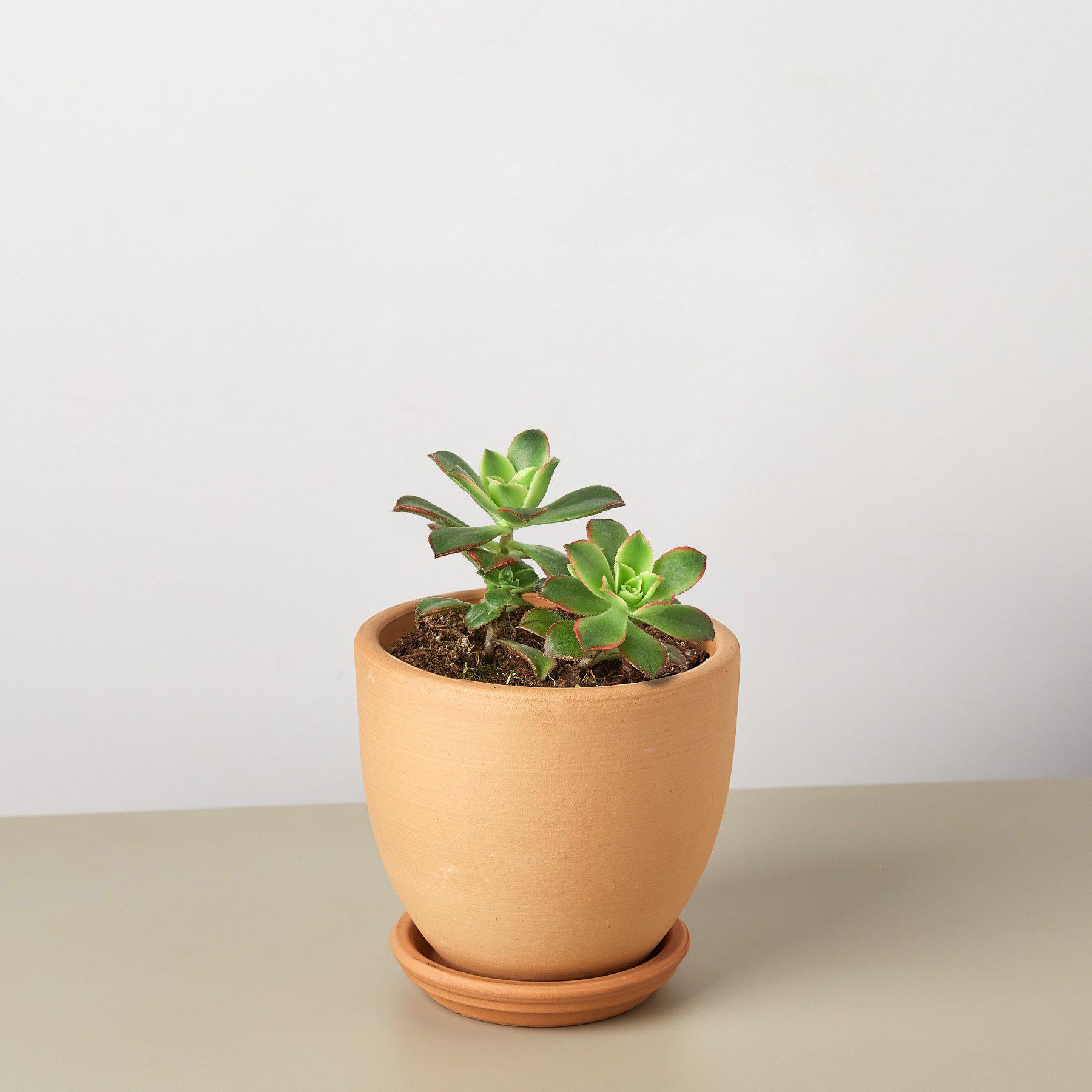 Succulent 'Kiwi' Succulent House Plant Shop