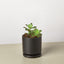 Succulent 'Kiwi' 4" Pot Black Cylinder Succulent House Plant Shop