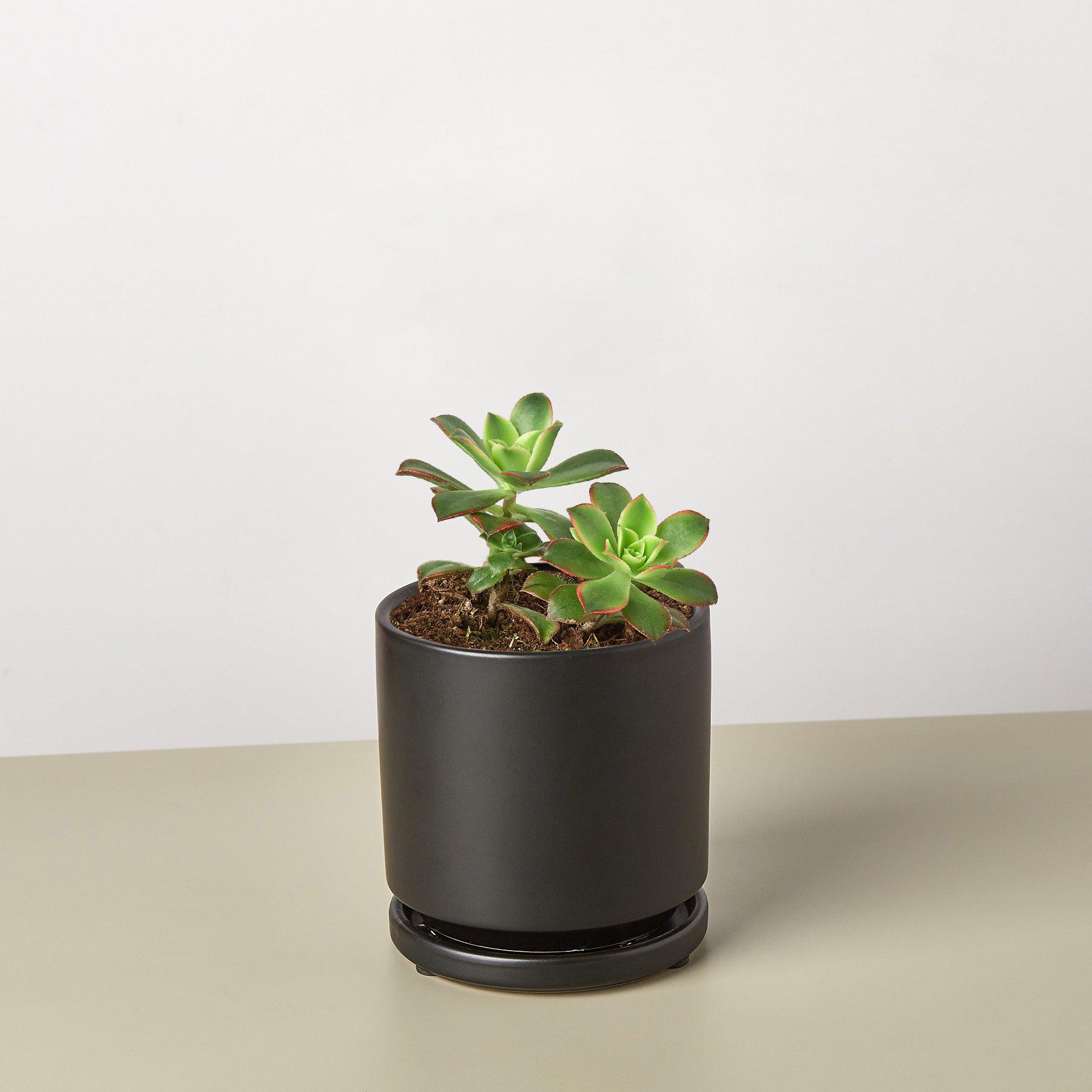 Succulent 'Kiwi' 4" Pot Black Cylinder Succulent House Plant Shop