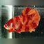 Betta Nemo (Male) BETTA Danaqua Live Fish & More