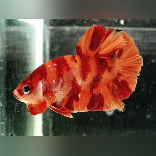 Betta Nemo (Male) BETTA Danaqua Live Fish & More