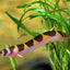 Kuhli Loach LOACH Danaqua Live Fish & More