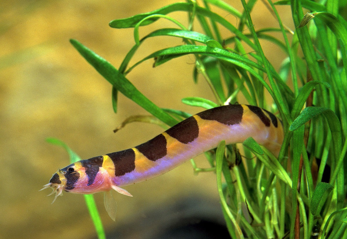 Kuhli Loach LOACH Danaqua Live Fish & More