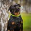 Soft Leather Round Dog Collar Dog Collars Dogline