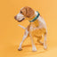 Soft Leather Dual-Color Flat Dog Collar Dog Collars Dogline