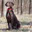 Soft Leather Dual-Color Braided Round Lead Dog Leashes Dogline