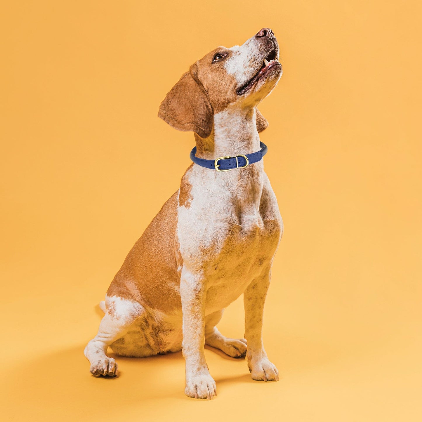 Soft Rolled Leather Dog Collar with Brass Hardware Dog Collars Dogline