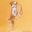 Soft Rolled Leather Dog Collar with Brass Hardware Dog Collars Dogline