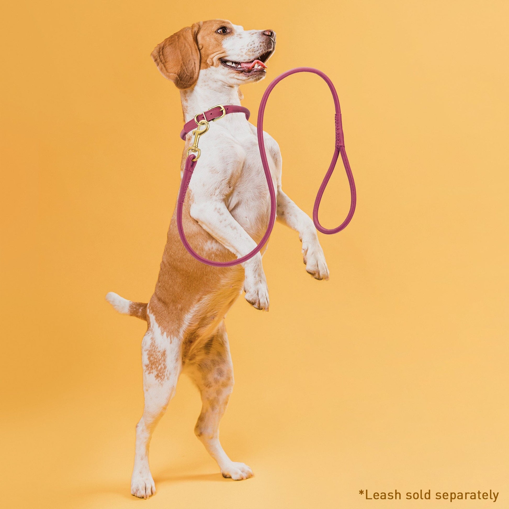 Soft Rolled Leather Dog Collar with Brass Hardware Dog Collars Dogline