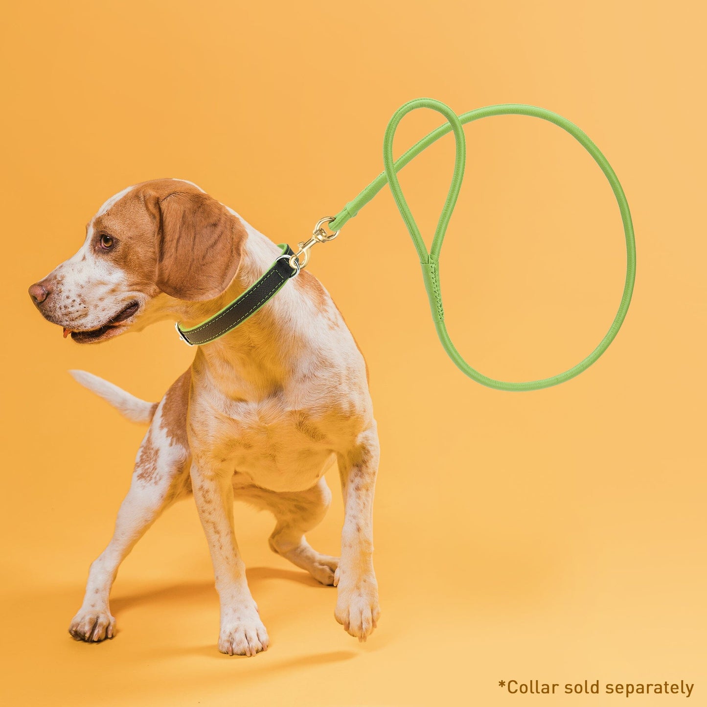 Rolled Leather Dog Leash with Brass Snap Hook Dog Leashes Dogline