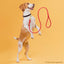 Rolled Leather Dog Leash with Brass Snap Hook Dog Leashes Dogline
