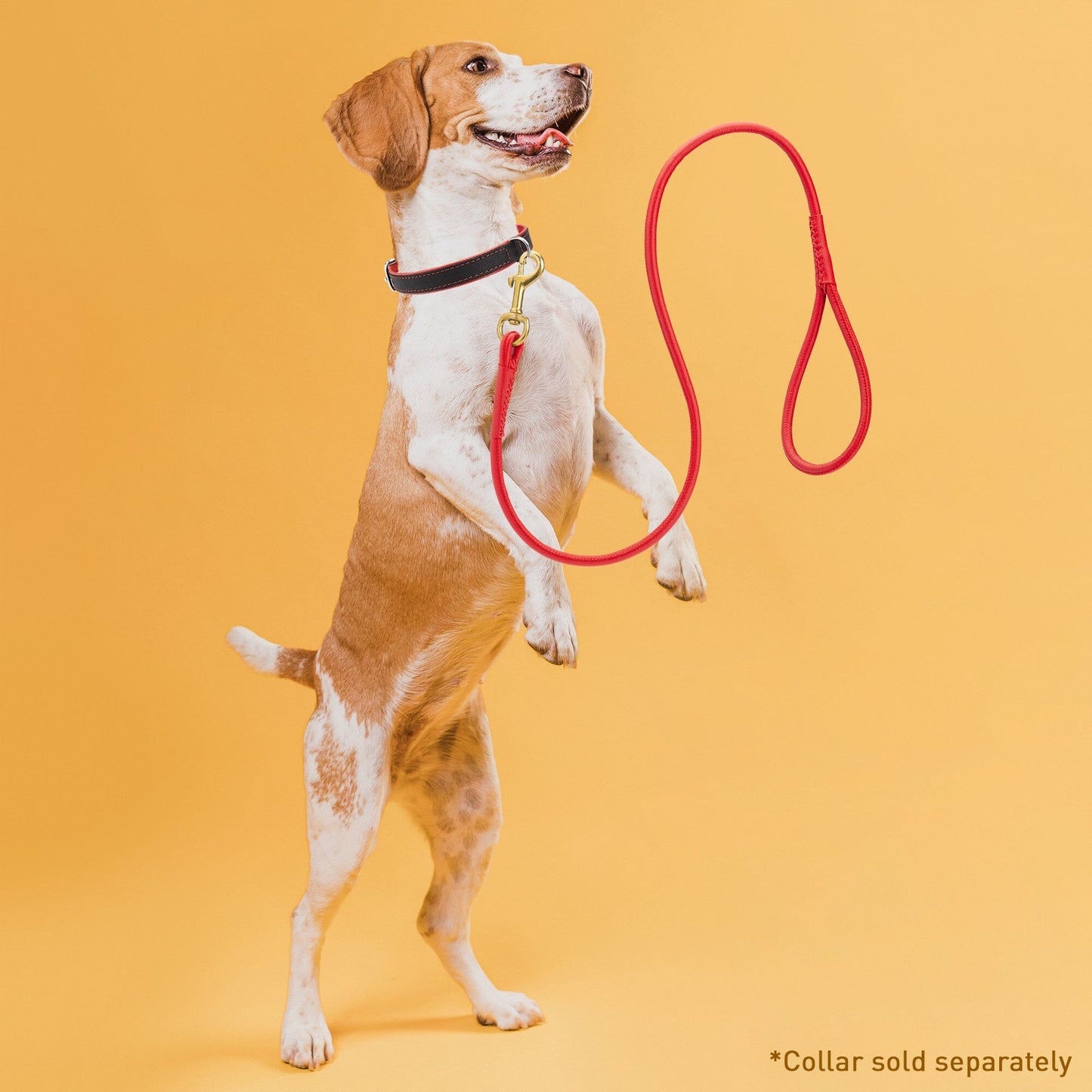 Rolled Leather Dog Leash with Brass Snap Hook Dog Leashes Dogline