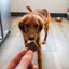 Backyard Bites Treats - Beef Formula Dog Food Elevate Pet Provisions
