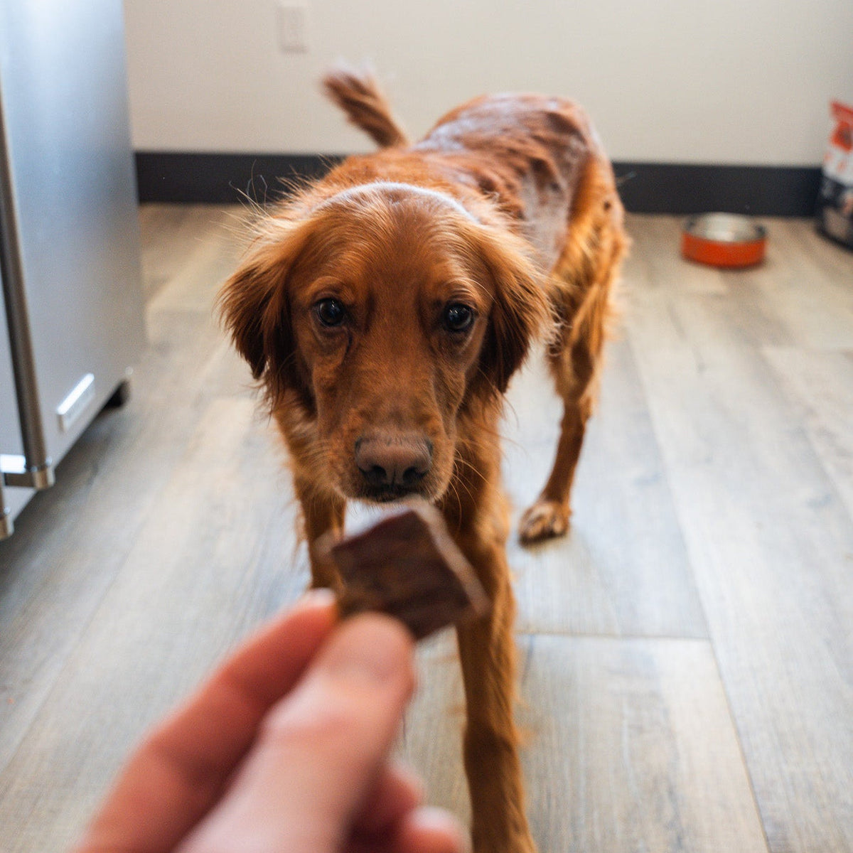 Backyard Bites Treats - Beef Formula Dog Food Elevate Pet Provisions