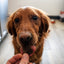 Backyard Bites Treats - Beef Formula Dog Food Elevate Pet Provisions